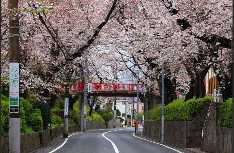 田園調布の桜坂